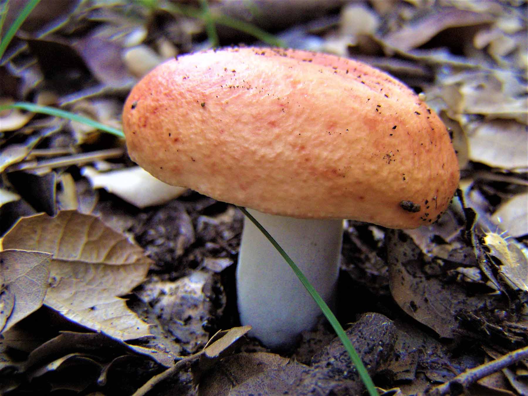 mushrooms Corfu