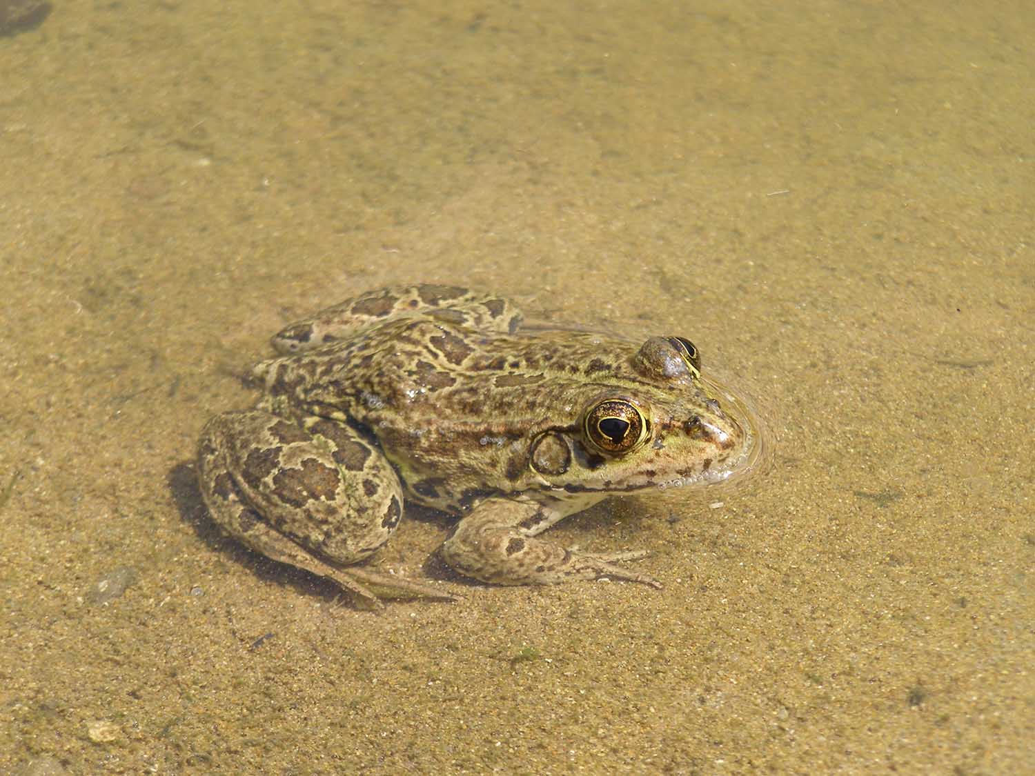 frog corfu nature