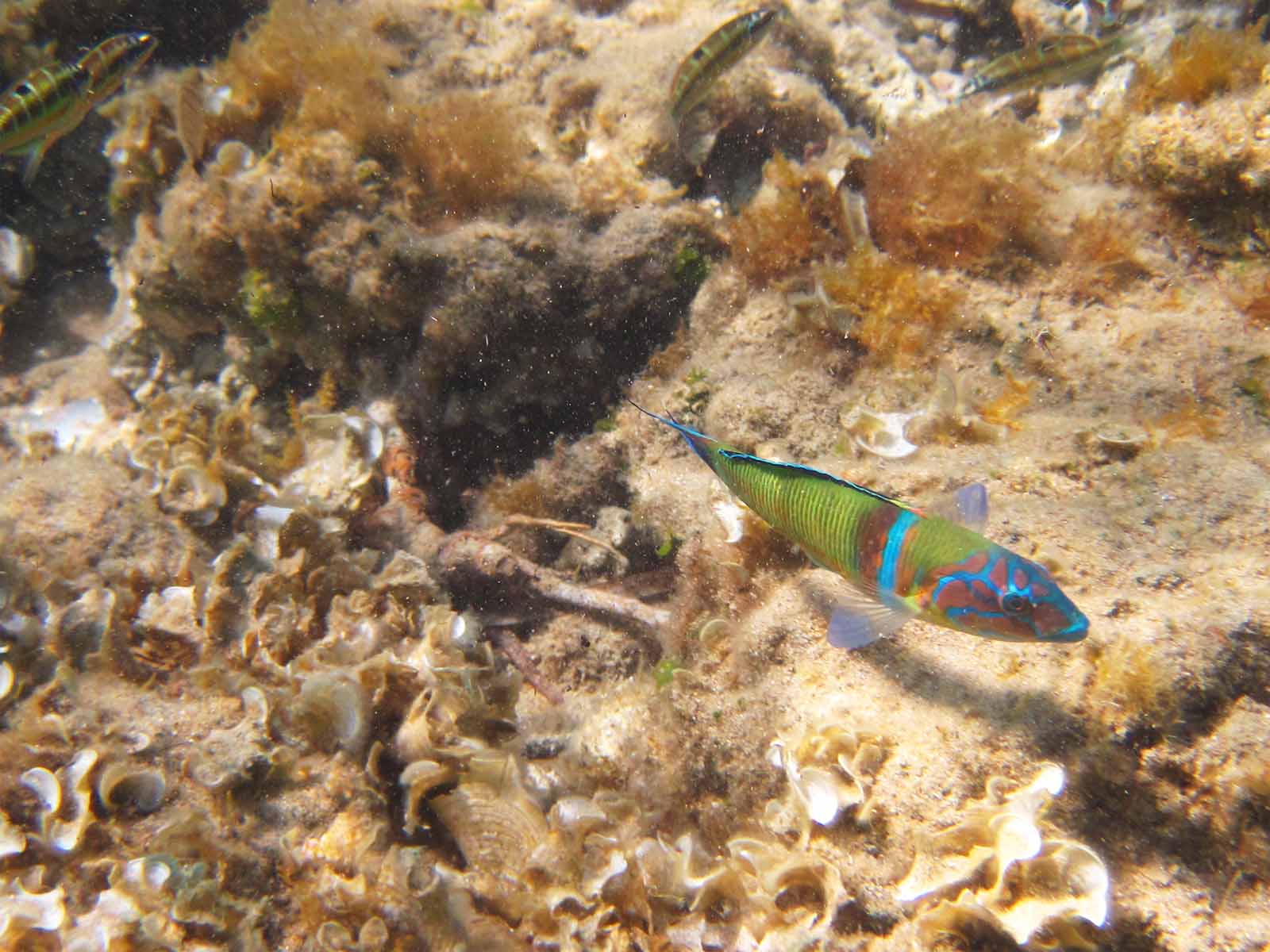 gaitanouri thalassoma pavo fish corfu