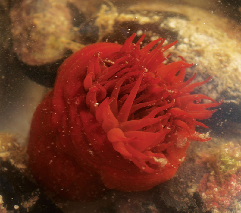 Sea Anemone, a special kind of animal | My Kerkyra