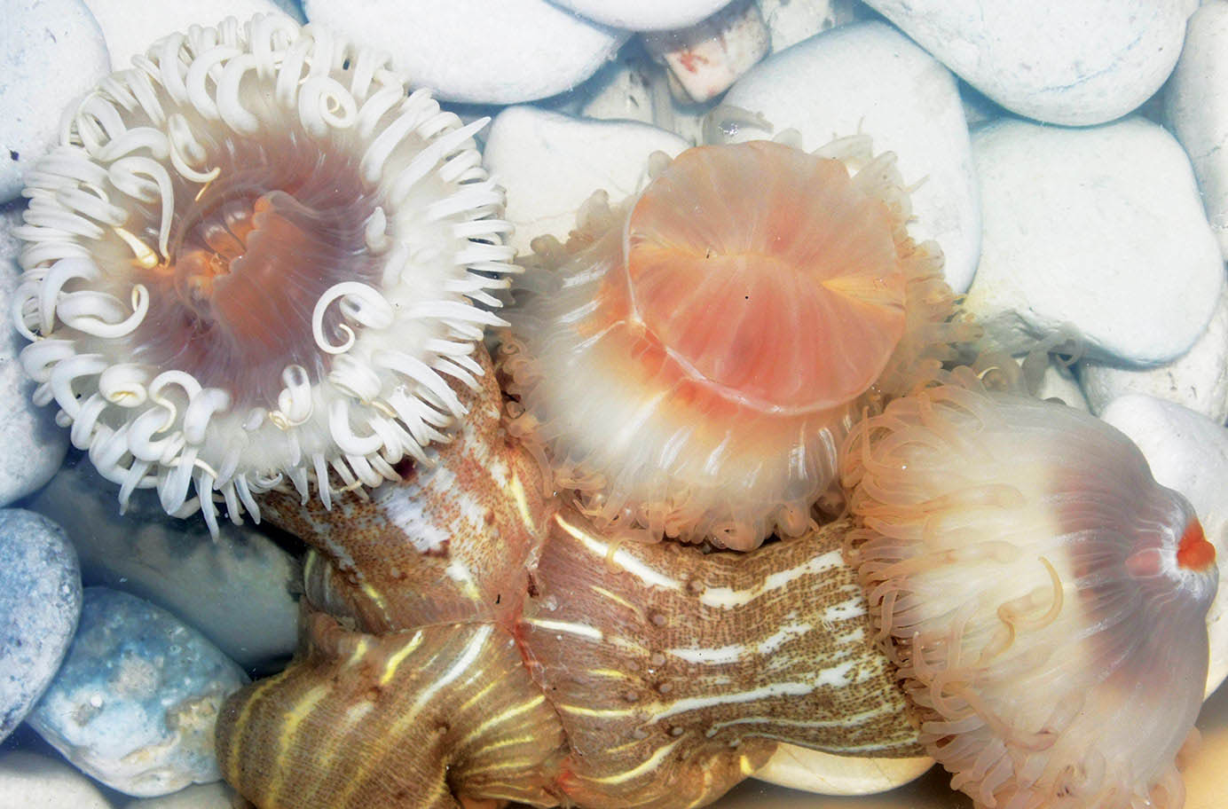 sea anemone mykerkyra.com